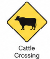 Cattle Crossing Ahead